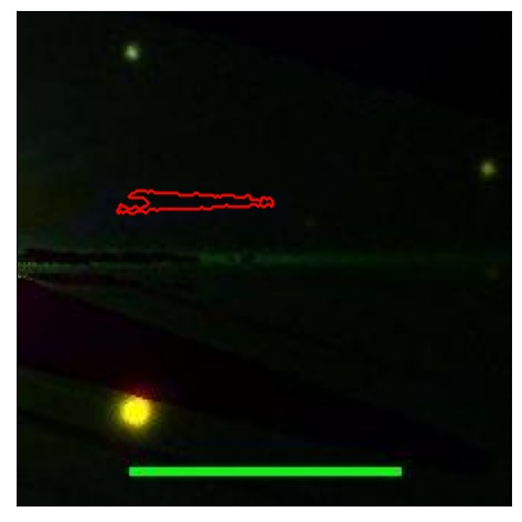 0702_021.0_contour_g