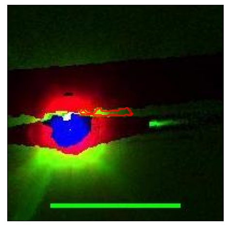 0835_018.0_contour_r