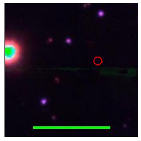 0995_036.0_contour_g