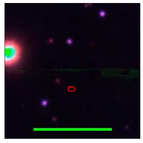 0995_036.0_contour_z