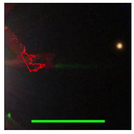 1597_001.0_contour_g