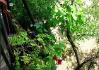 Ostrog09