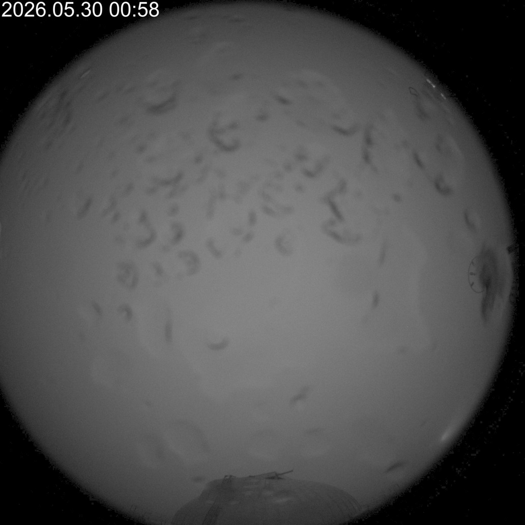 AllSky Camera